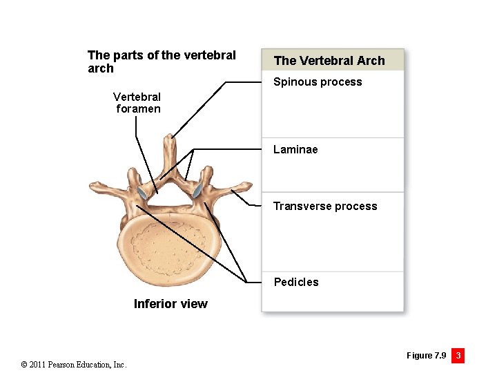 The parts of the vertebral arch The Vertebral Arch Spinous process Vertebral foramen Laminae