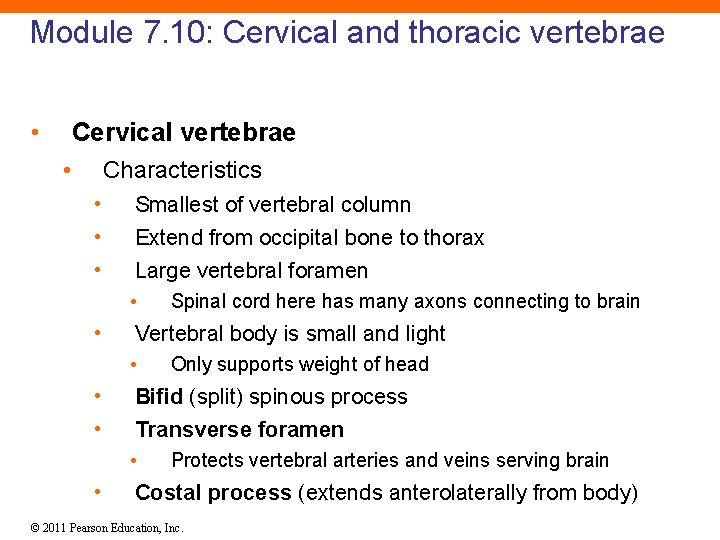 Module 7. 10: Cervical and thoracic vertebrae • Cervical vertebrae • Characteristics • •