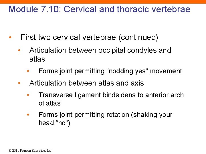 Module 7. 10: Cervical and thoracic vertebrae • First two cervical vertebrae (continued) •