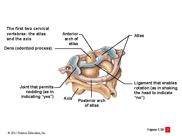 The first two cervical vertebrae: the atlas and the axis Anterior arch of atlas