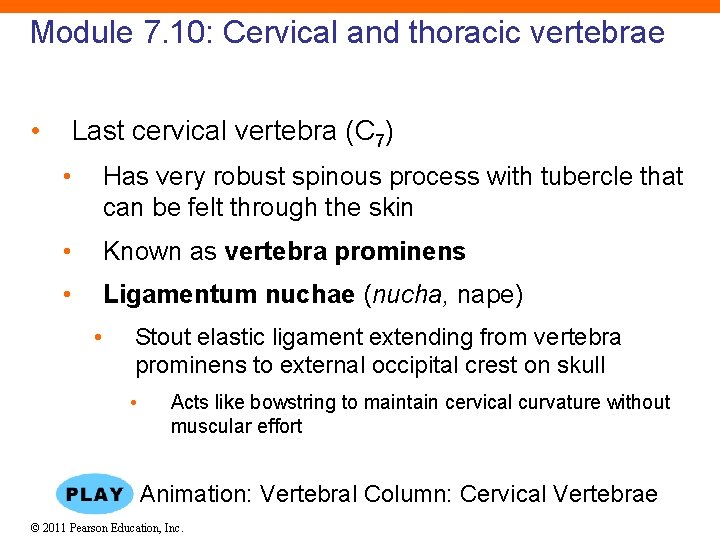 Module 7. 10: Cervical and thoracic vertebrae • Last cervical vertebra (C 7) •
