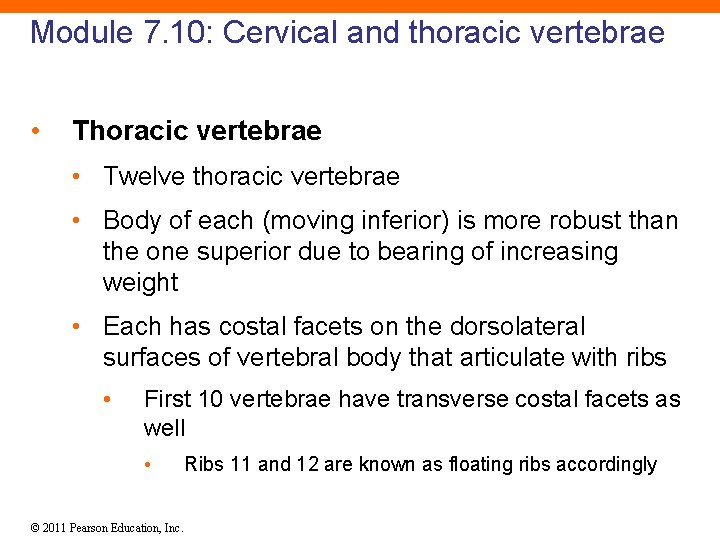 Module 7. 10: Cervical and thoracic vertebrae • Thoracic vertebrae • Twelve thoracic vertebrae