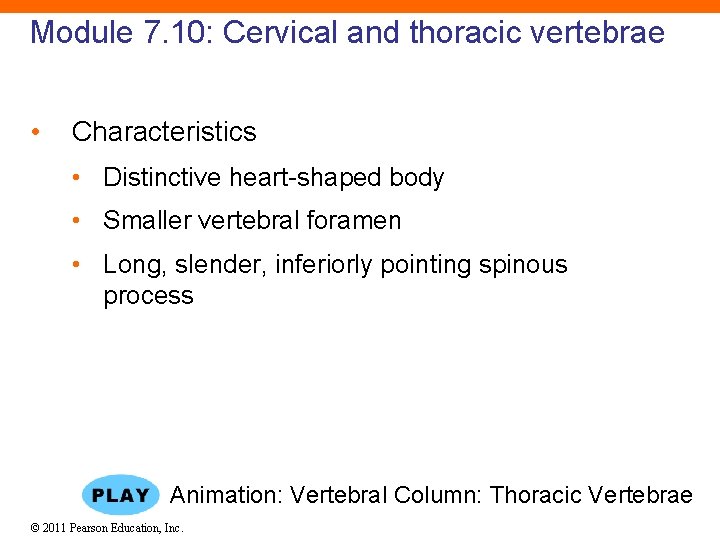 Module 7. 10: Cervical and thoracic vertebrae • Characteristics • Distinctive heart-shaped body •