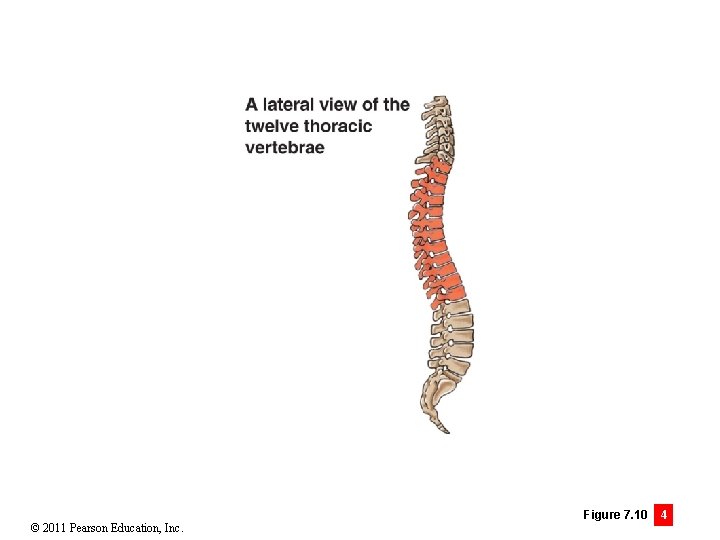 © 2011 Pearson Education, Inc. Figure 7. 10 4 