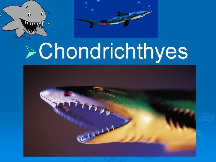 ØChondrichthyes 