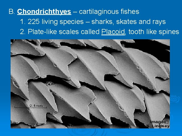 B. Chondrichthyes – cartilaginous fishes 1. 225 living species – sharks, skates and rays