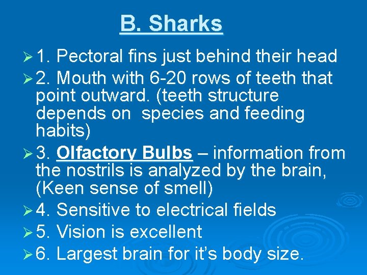 B. Sharks Ø 1. Pectoral fins just behind their head Ø 2. Mouth with
