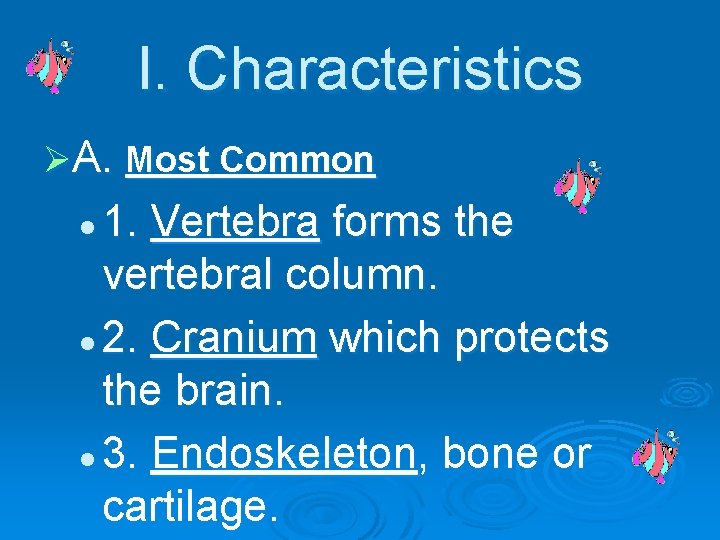 I. Characteristics ØA. Most Common 1. Vertebra forms the vertebral column. l 2. Cranium