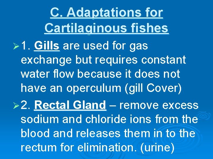 C. Adaptations for Cartilaginous fishes Ø 1. Gills are used for gas exchange but