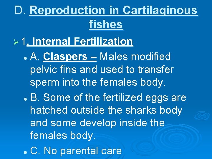D. Reproduction in Cartilaginous fishes Ø 1. Internal Fertilization A. Claspers – Males modified