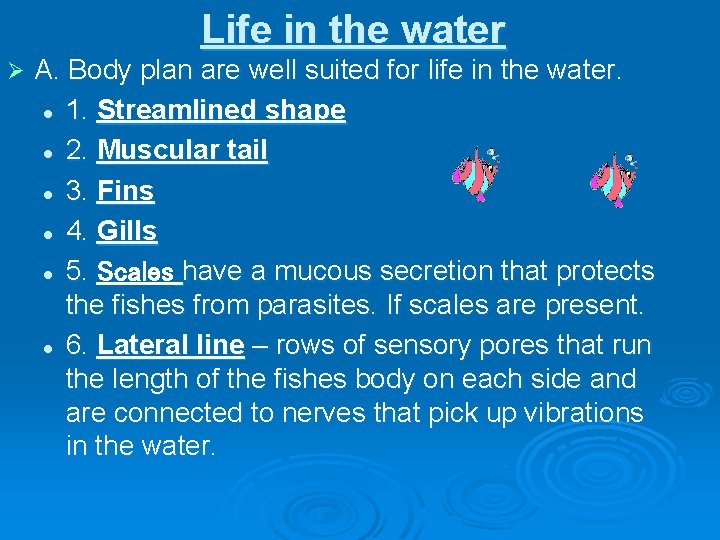 Life in the water Ø A. Body plan are well suited for life in