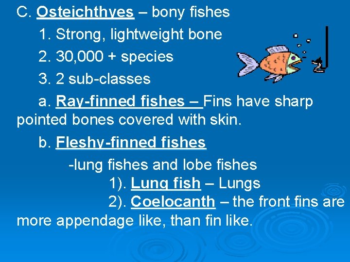 C. Osteichthyes – bony fishes 1. Strong, lightweight bone 2. 30, 000 + species