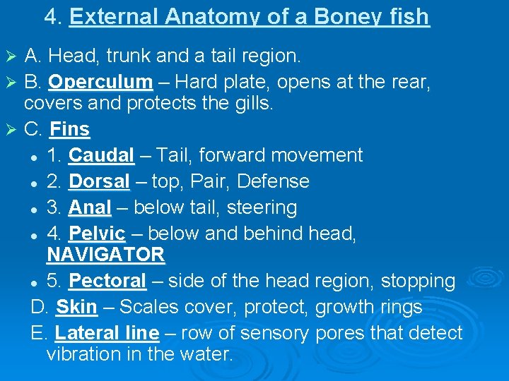 4. External Anatomy of a Boney fish A. Head, trunk and a tail region.