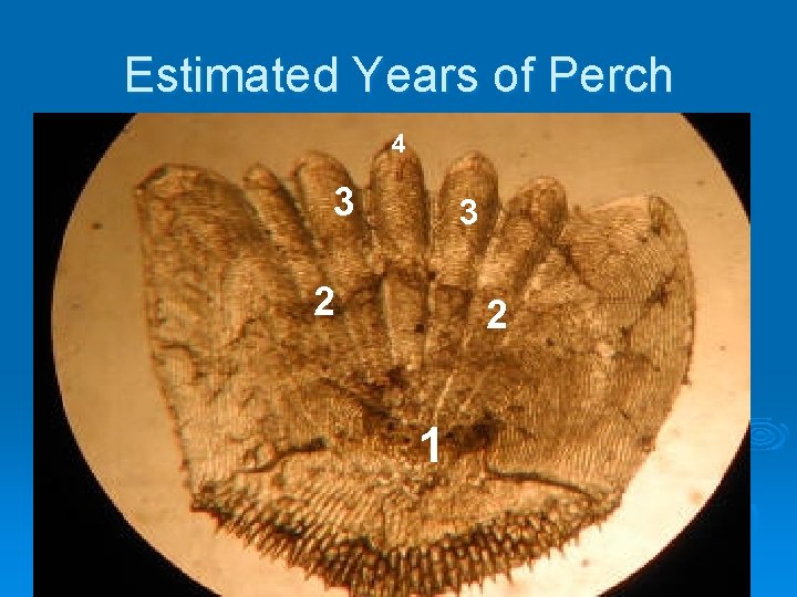 Estimated Years of Perch 4 3 3 2 2 1 