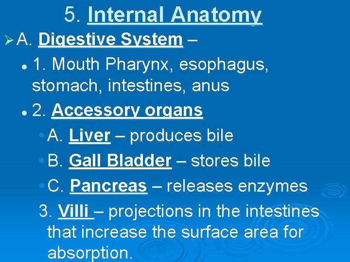 5. Internal Anatomy Ø A. Digestive System – 1. Mouth Pharynx, esophagus, stomach, intestines,