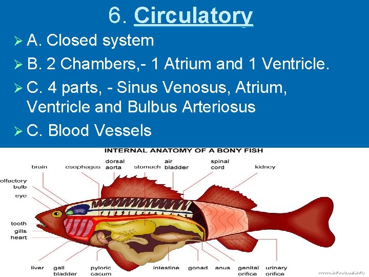 6. Circulatory Ø A. Closed system Ø B. 2 Chambers, - 1 Atrium and