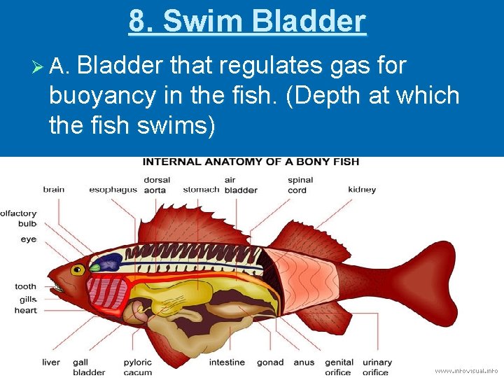 8. Swim Bladder Ø A. Bladder that regulates gas for buoyancy in the fish.