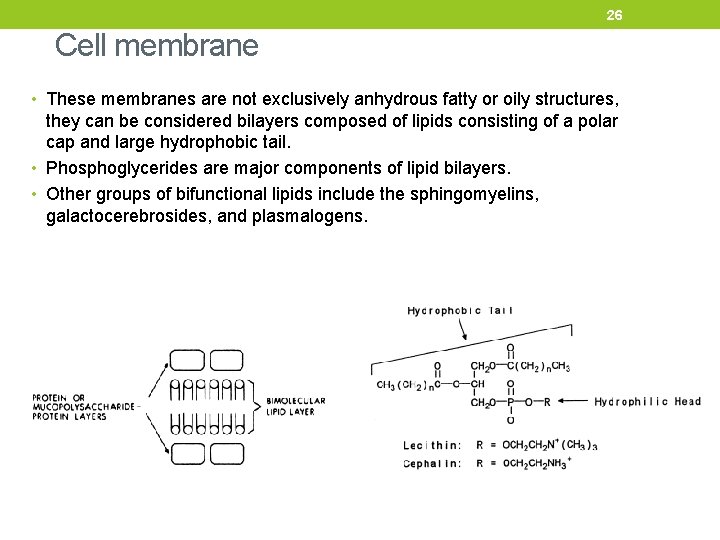 26 Cell membrane • These membranes are not exclusively anhydrous fatty or oily structures,