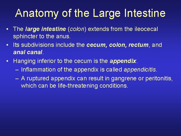 Anatomy of the Large Intestine • The large intestine (colon) extends from the ileocecal