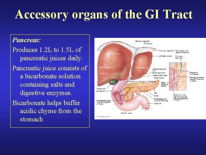 Accessory organs of the GI Tract Pancreas: Produces 1. 2 L to 1. 5