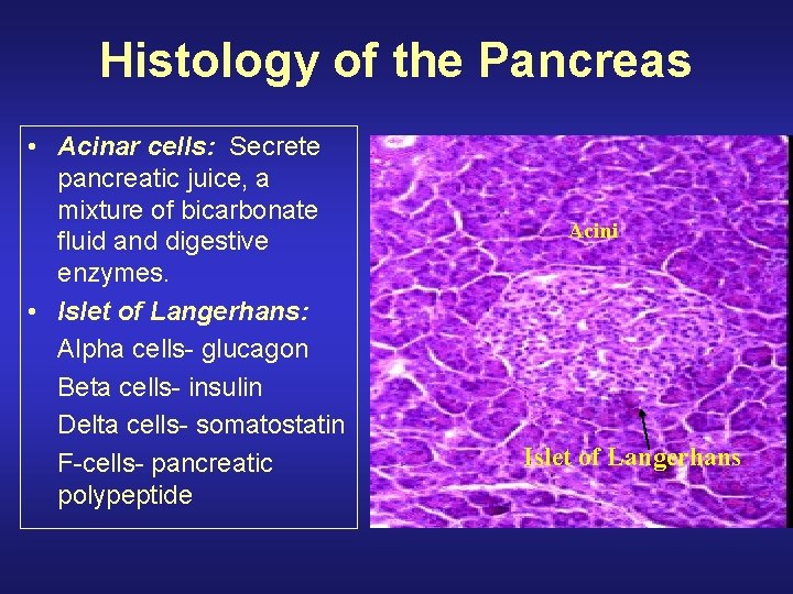 Histology of the Pancreas • Acinar cells: Secrete pancreatic juice, a mixture of bicarbonate