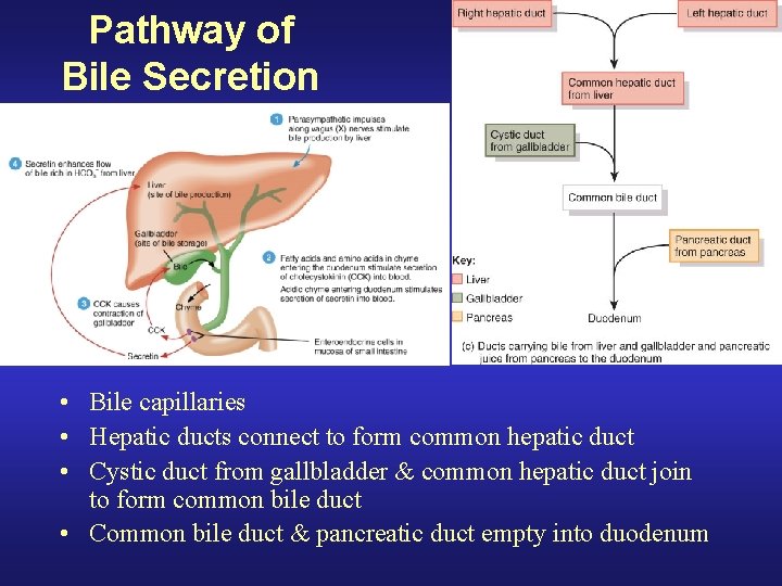 Pathway of Bile Secretion • Bile capillaries • Hepatic ducts connect to form common
