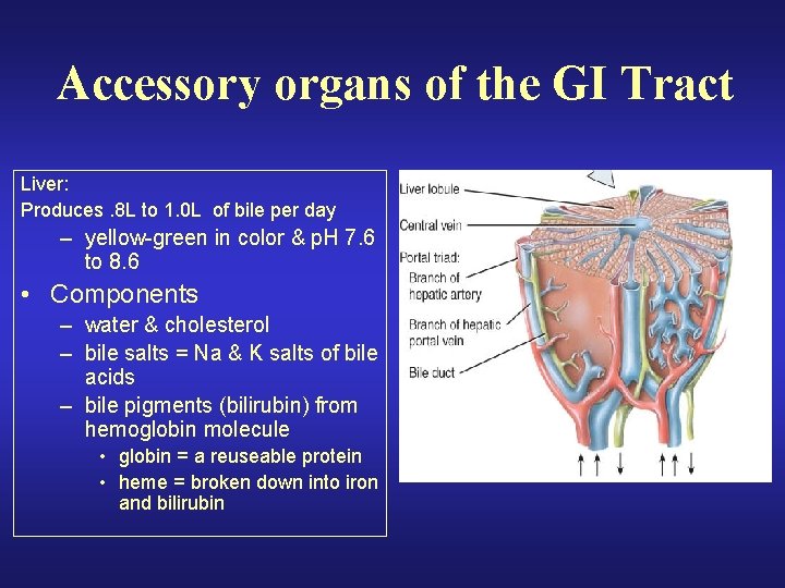 Accessory organs of the GI Tract Liver: Produces. 8 L to 1. 0 L