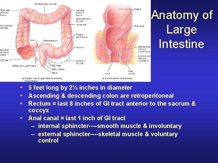 Anatomy of Large Intestine • 5 feet long by 2½ inches in diameter •