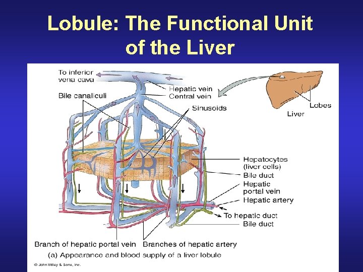 Lobule: The Functional Unit of the Liver 