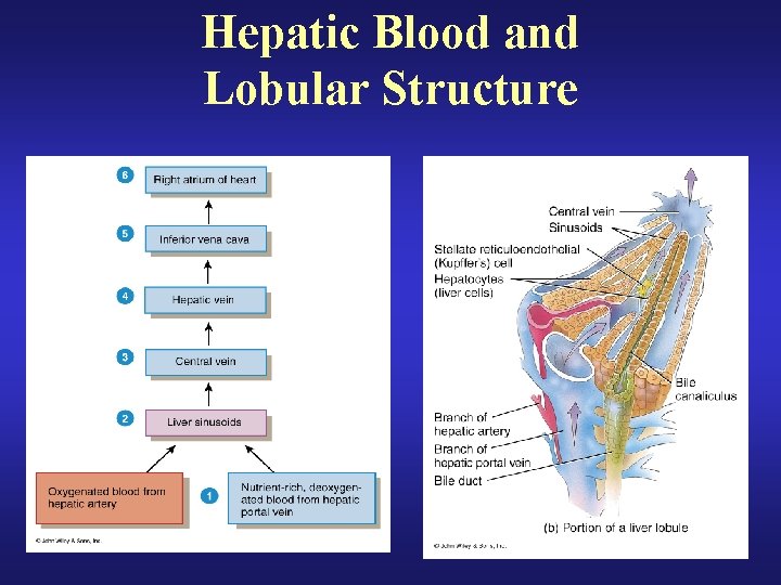 Hepatic Blood and Lobular Structure 