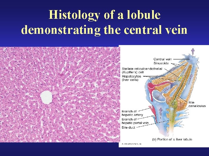 Histology of a lobule demonstrating the central vein • 