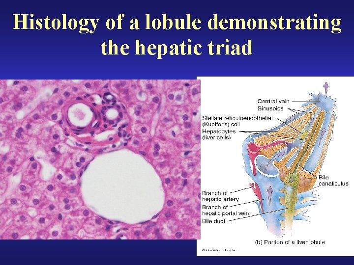 Histology of a lobule demonstrating the hepatic triad • 