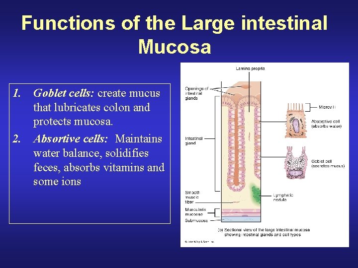 Functions of the Large intestinal Mucosa 1. Goblet cells: create mucus that lubricates colon