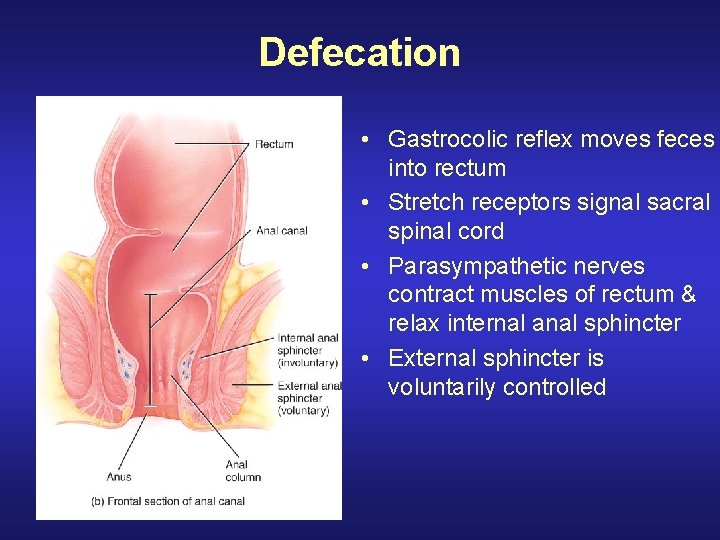 Defecation • Gastrocolic reflex moves feces into rectum • Stretch receptors signal sacral spinal