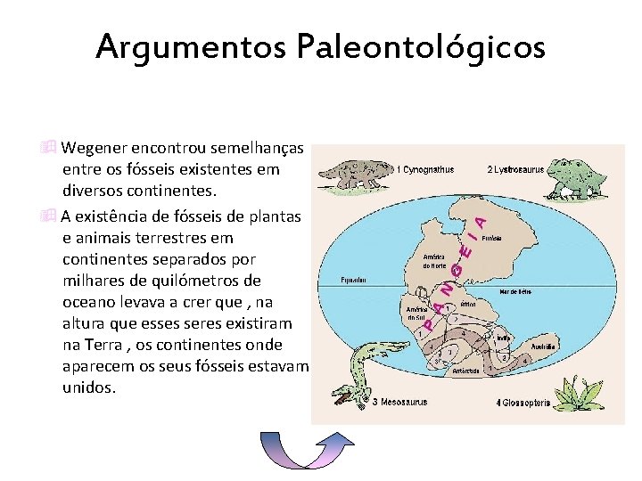 Argumentos Paleontológicos Wegener encontrou semelhanças entre os fósseis existentes em diversos continentes. A existência