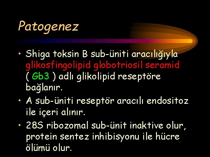 Patogenez • Shiga toksin B sub-üniti aracılığıyla glikosfingolipid globotriosil seramid ( Gb 3 )