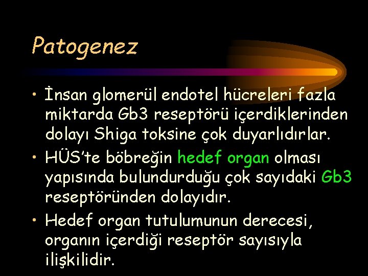 Patogenez • İnsan glomerül endotel hücreleri fazla miktarda Gb 3 reseptörü içerdiklerinden dolayı Shiga