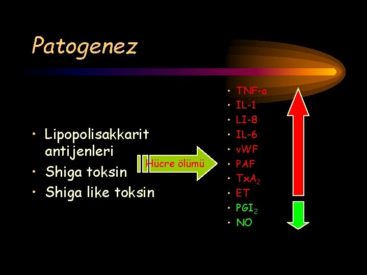 Patogenez • Lipopolisakkarit antijenleri Hücre ölümü • Shiga toksin • Shiga like toksin •