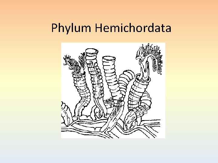 Phylum Hemichordata 