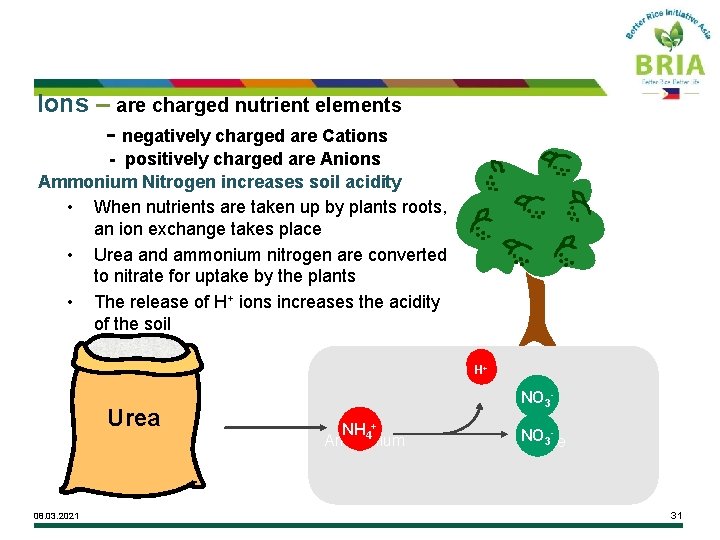 Ions – are charged nutrient elements - negatively charged are Cations - positively charged