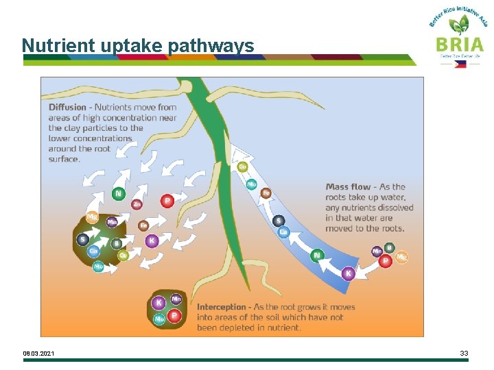 Nutrient uptake pathways 08. 03. 2021 33 