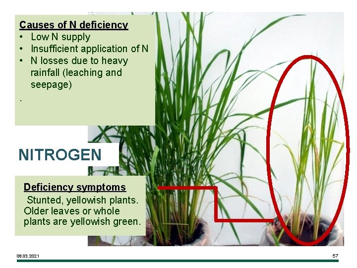 Causes of N deficiency • Low N supply • Insufficient application of N •