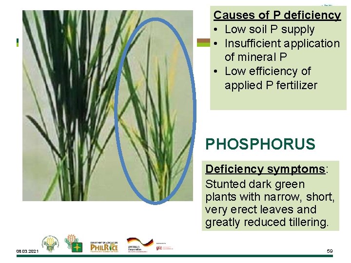 Causes of P deficiency • Low soil P supply • Insufficient application of mineral
