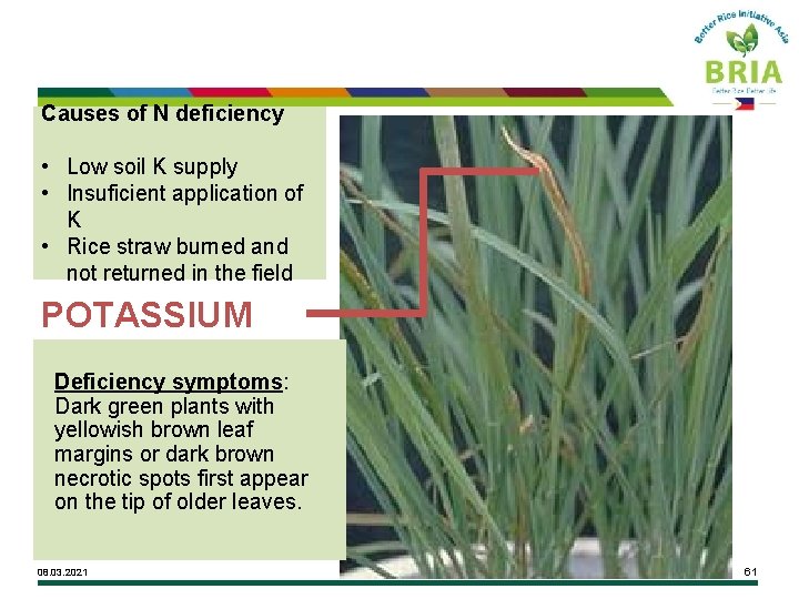 Causes of N deficiency • Low soil K supply • Insuficient application of K