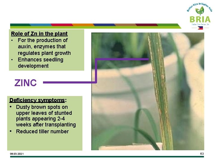 Role of Zn in the plant • For the production of auxin, enzymes that