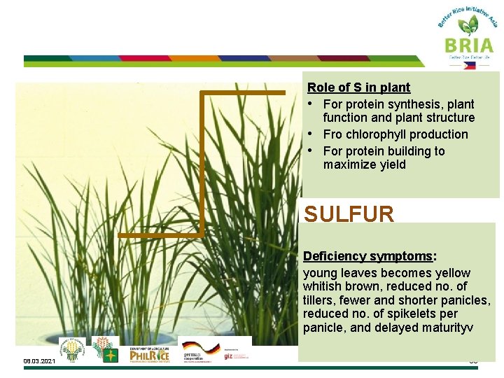 Role of S in plant • For protein synthesis, plant function and plant structure