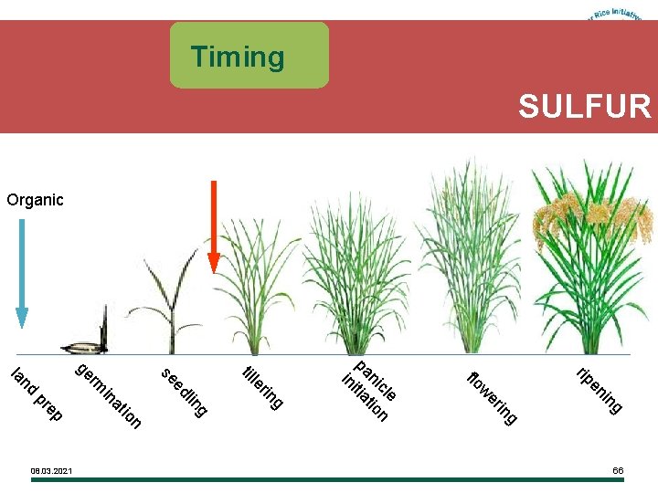 Timing SULFUR Organic g in en rip g in er w flo e cl