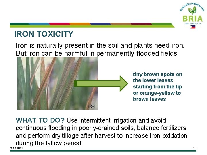 IRON TOXICITY Iron is naturally present in the soil and plants need iron. But