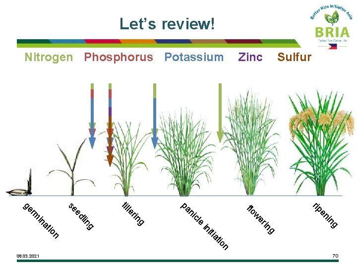 Let’s review! Nitrogen Phosphorus Potassium Zinc Sulfur g in en rip g n io