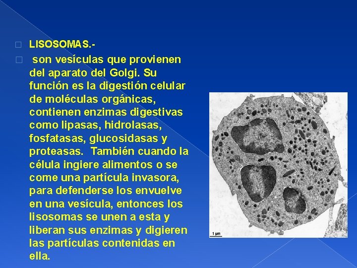 � LISOSOMAS. - � son vesículas que provienen del aparato del Golgi. Su función